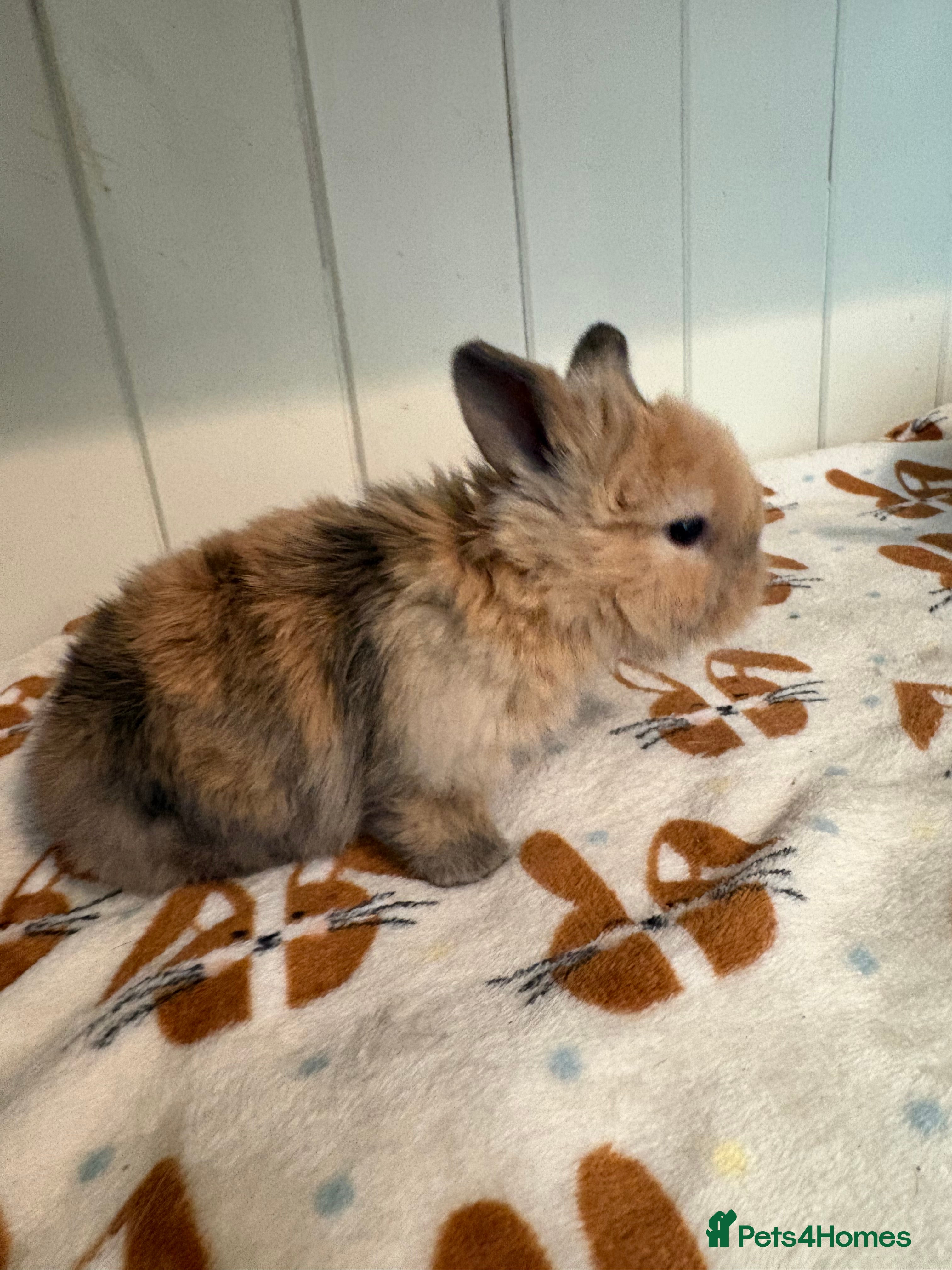 Mini Lop rabbits Vaccinated/raised indoors, mini lops and lion lop  - Advert 15