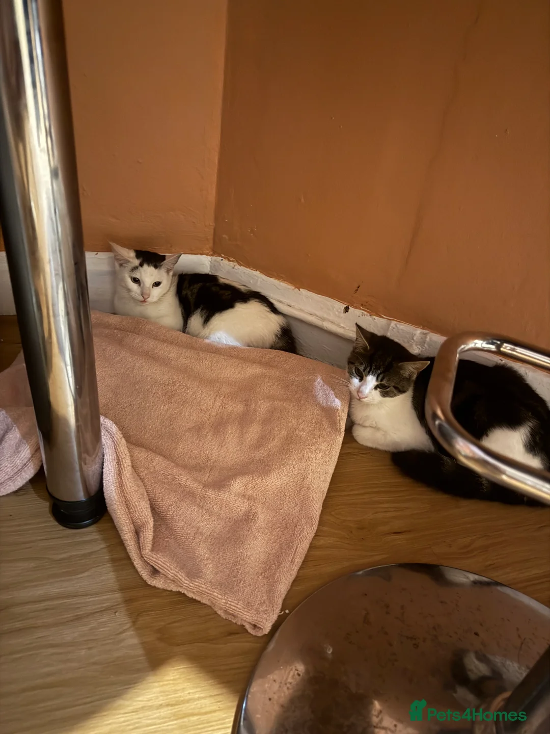 Mixed Breed cats for sale: Brother and sister please read description - Advert 1