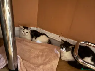 Mixed Breed cats Brother and sister please read description - Advert 2