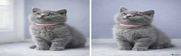 British Shorthair cats for sale: *Ready to leave in 1 week* Blue BSH GCCF Kittens  - Advert 4