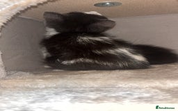 Maine Coon cats for sale: British Short Hair cross B&W Female Kittens❤️ - Image 6