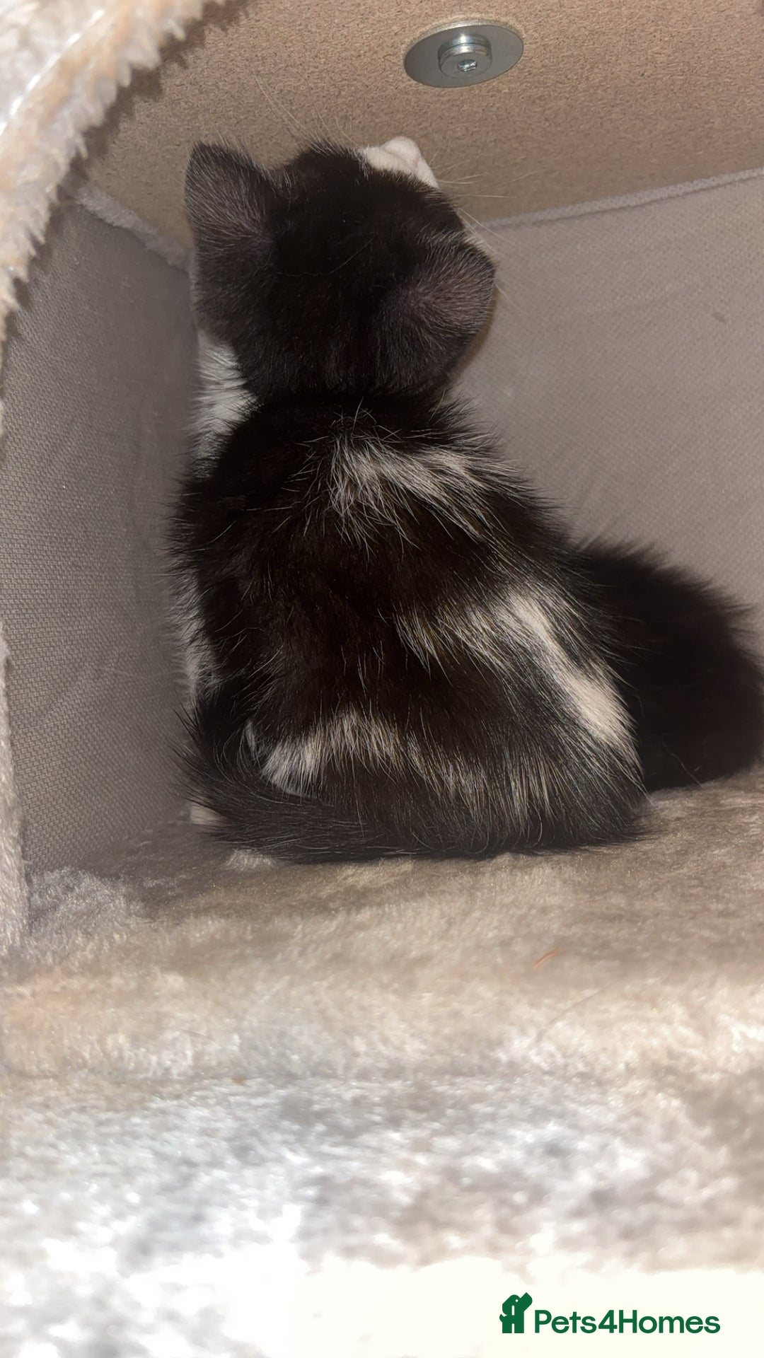 Maine Coon cats for sale: British Short Hair cross B&W Female Kittens❤️ - Image 6