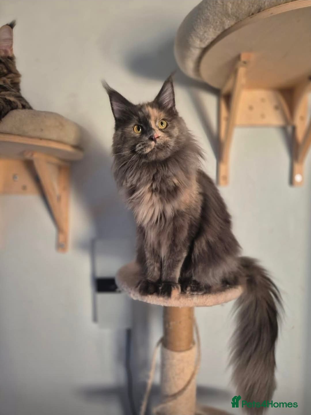 Maine Coon cats for sale: Female tica active queen - Advert 1