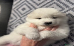 Samoyed dogs for sale: Samoyed Puppies — Ready to Reserve Now! - Image 40