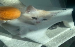 Ragdoll cats for sale: Ragdoll X Kittens for Loving Forever Homes - Image 29