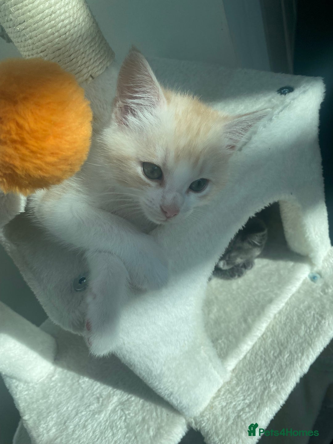 Ragdoll cats for sale: Ragdoll X Kittens for Loving Forever Homes - Image 29