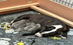 Staffordshire Bull Terrier dogs for sale: Adorable KC Reg/Health Tested SBT Puppies - Image 7