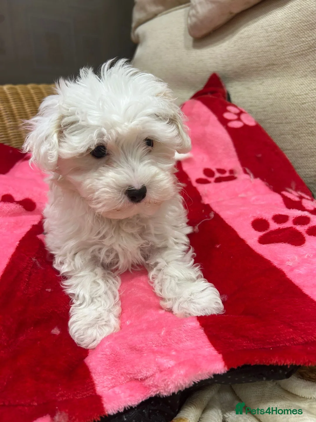 Maltipoo dogs for sale: Health tested parents  - Advert 4