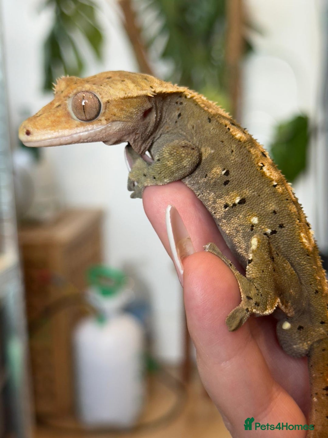 Gecko reptiles for sale: Male crested gecko - Image 2