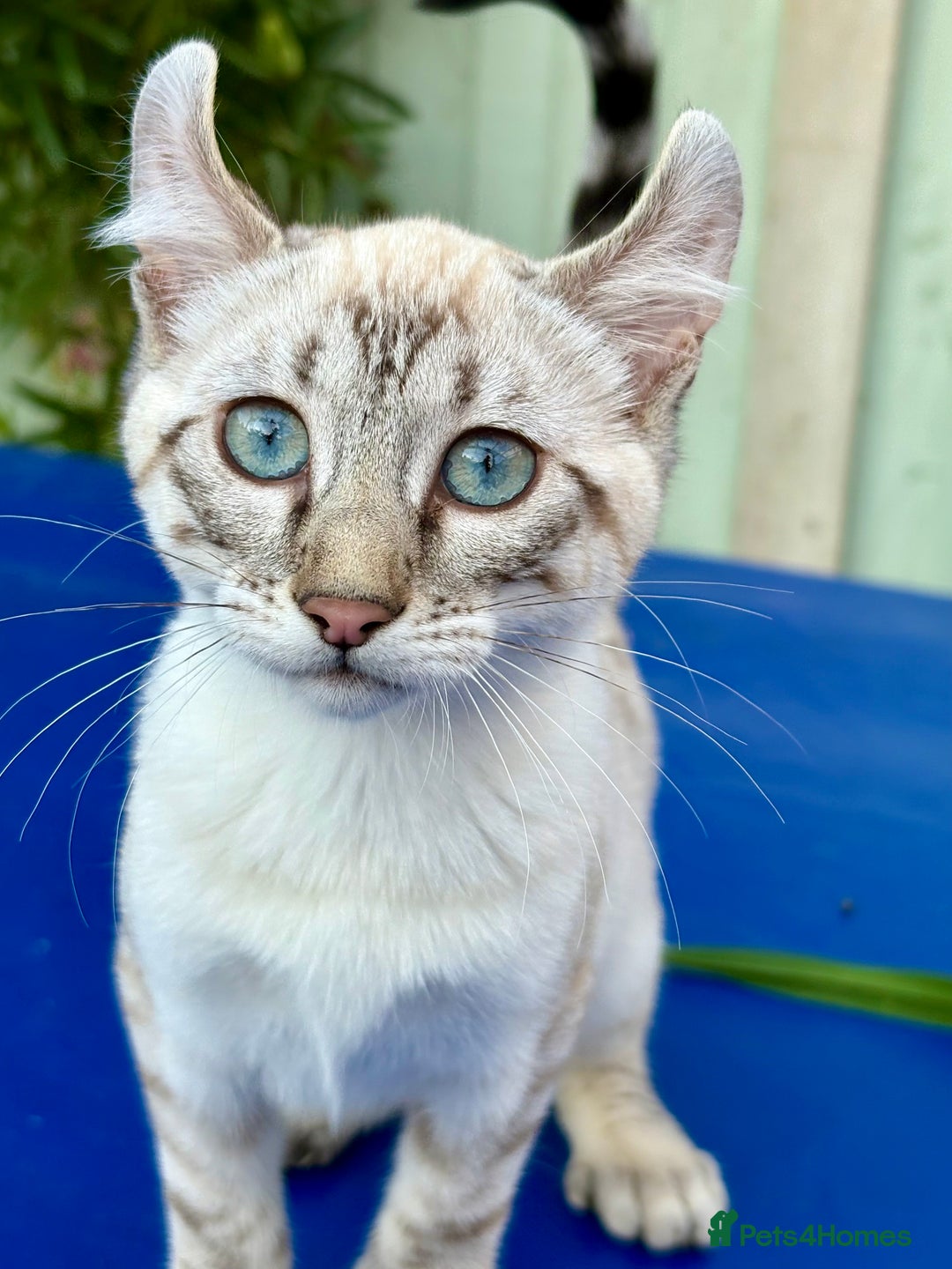 Keetso cats for sale: Wild looking polydactyl curled eared snow leopard  - Image 27