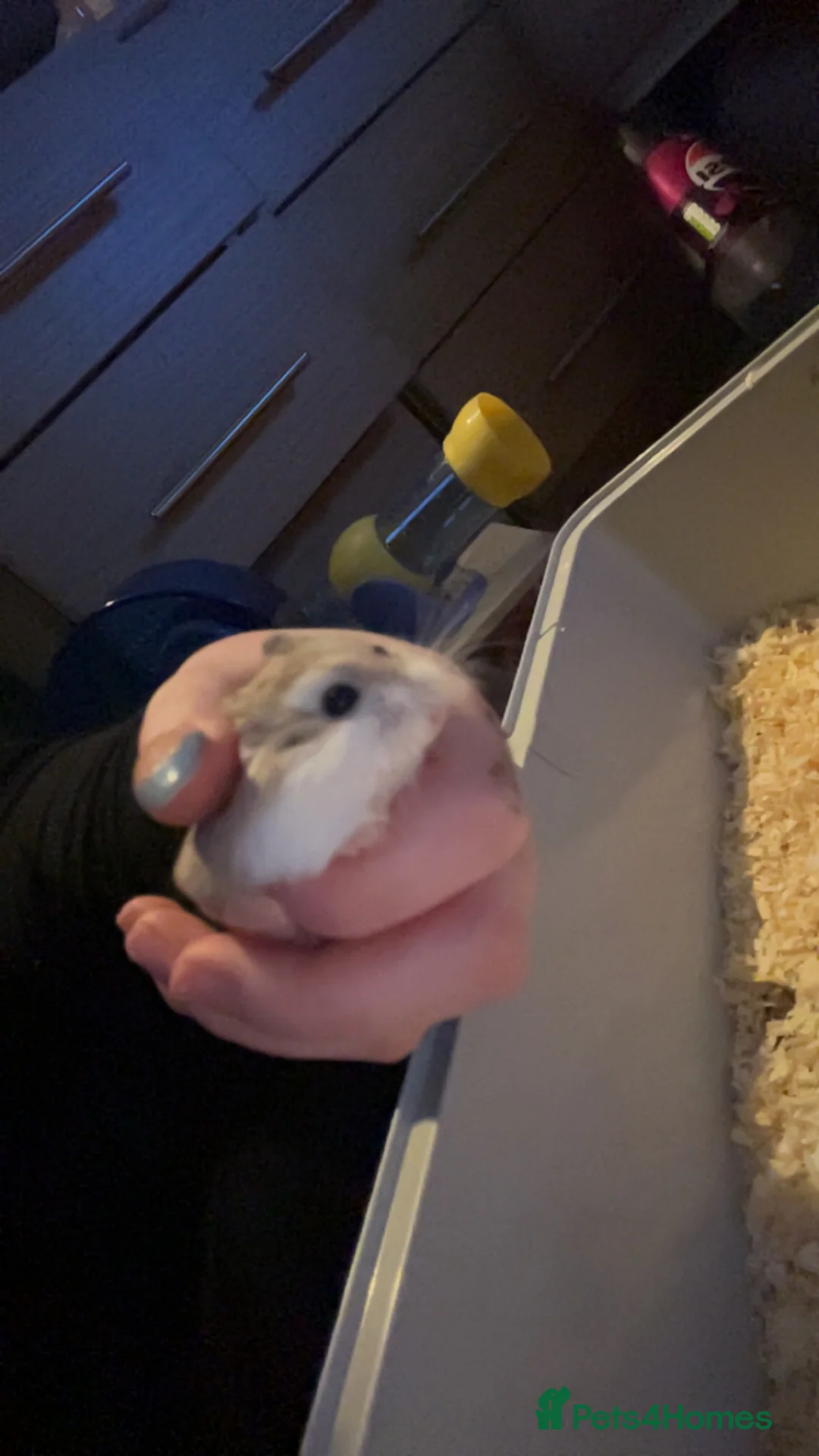Hamster rodents for sale: Male roborovski hamster - Advert 3