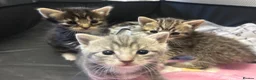 Mixed Breed cats for sale: 1 female grey kitten - Advert 1