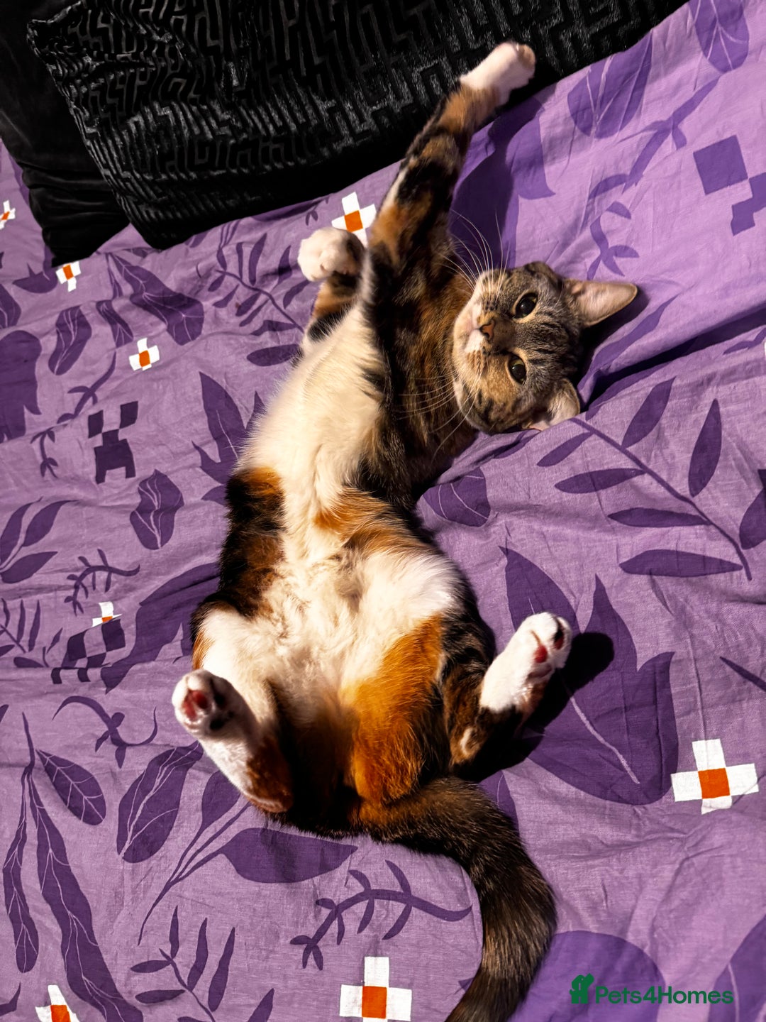 Mixed Breed cats for sale: Ginger and tabby cats - Advert 2