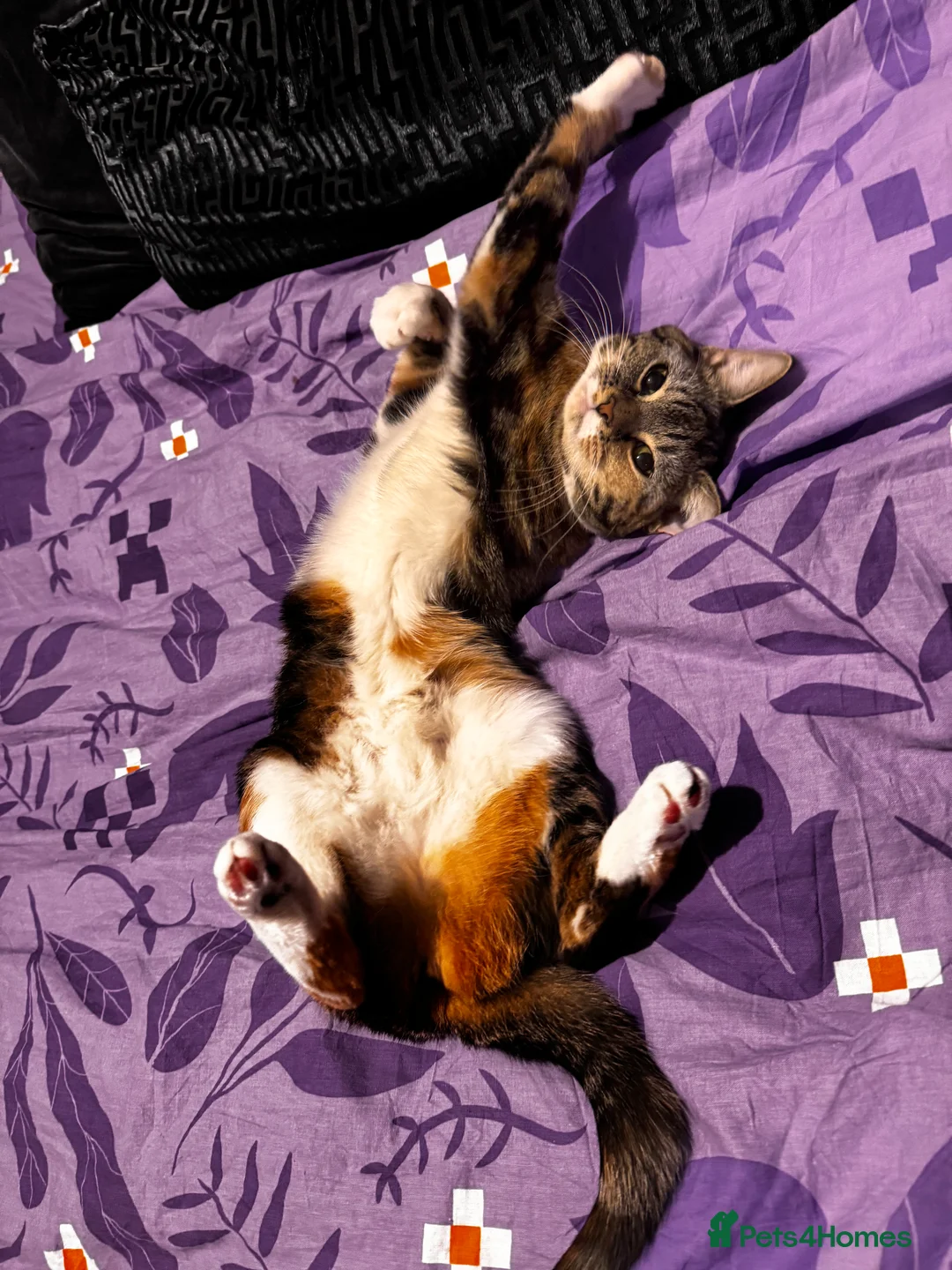 Mixed Breed cats for sale: Ginger and tabby cats - Advert 2