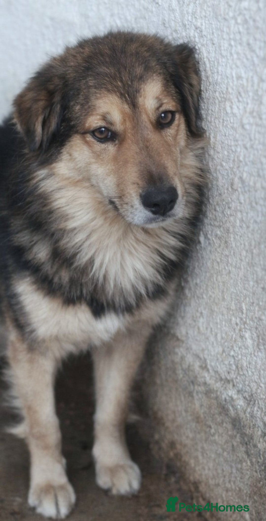 Mixed Breed dogs for adoption: Mookie 🐾✨ A Little Lion with the Softest Heart - Advert 3