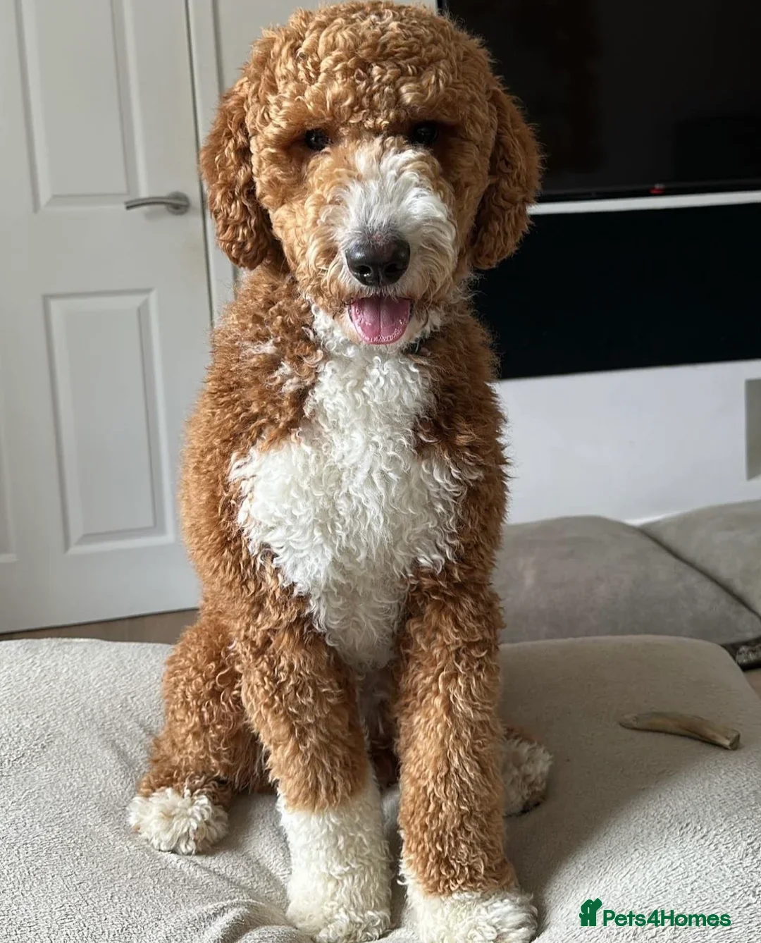 Australian Labradoodle dogs LANDO Australian labradoodle in Cornwall - Advert 10