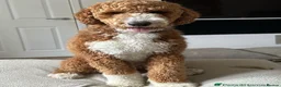 Australian Labradoodle dogs for stud: LANDO Australian labradoodle in Cornwall - Advert 1