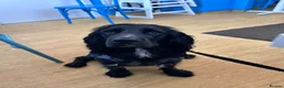 Cocker Spaniel dogs for stud: Pure Black Cocker Spaniel  in Dawlish - Advert 4