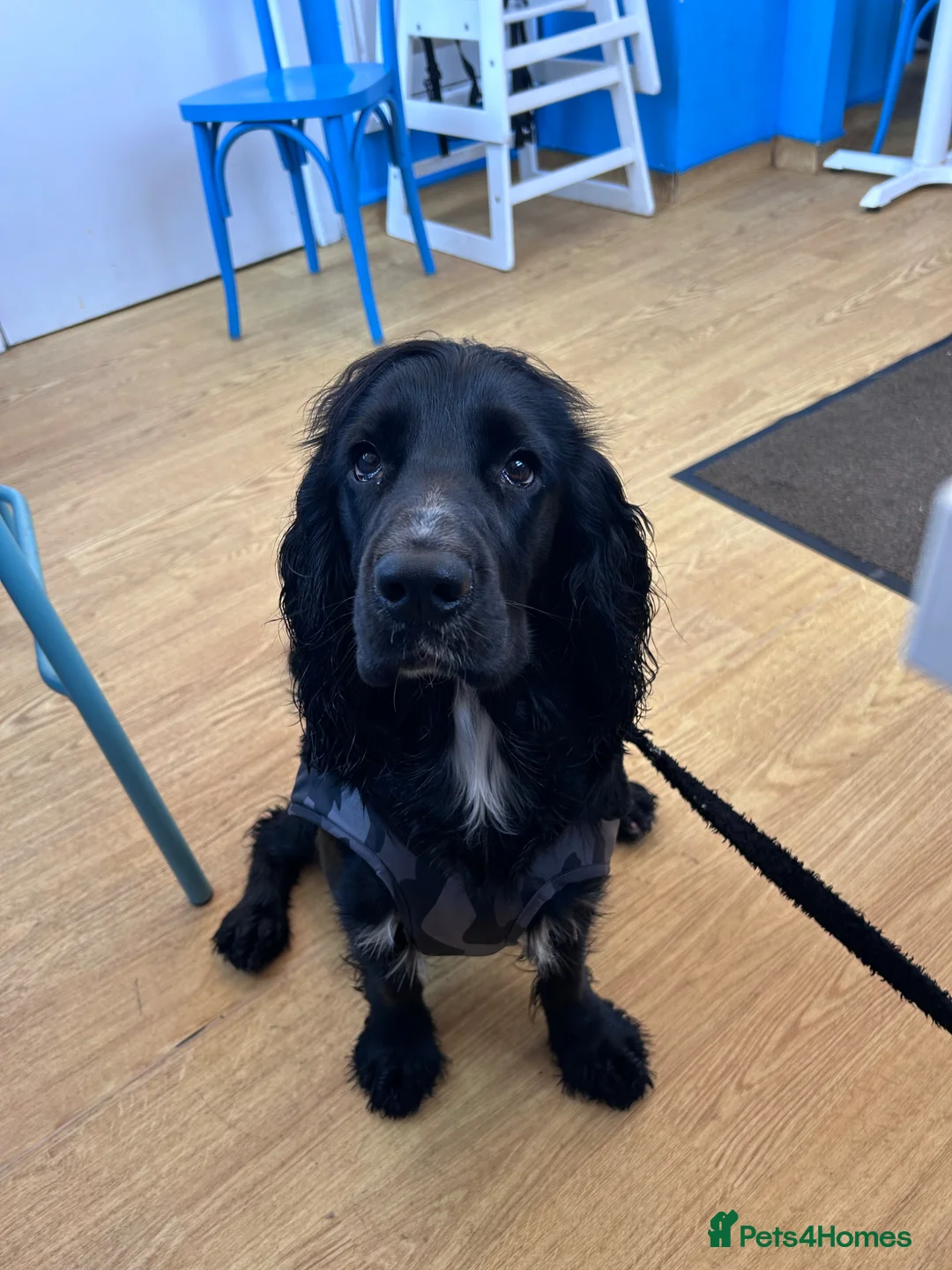 Cocker Spaniel dogs for stud: Pure Black Cocker Spaniel  in Dawlish - Advert 4