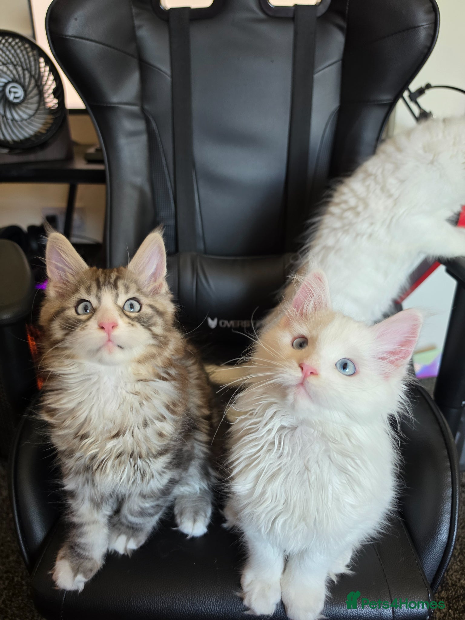 Maine Coon cats Maine coon Blue eyes + Long Hair - Advert 1
