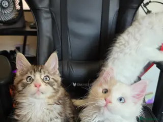Maine Coon cats Maine coon Blue eyes + Long Hair - Advert 6