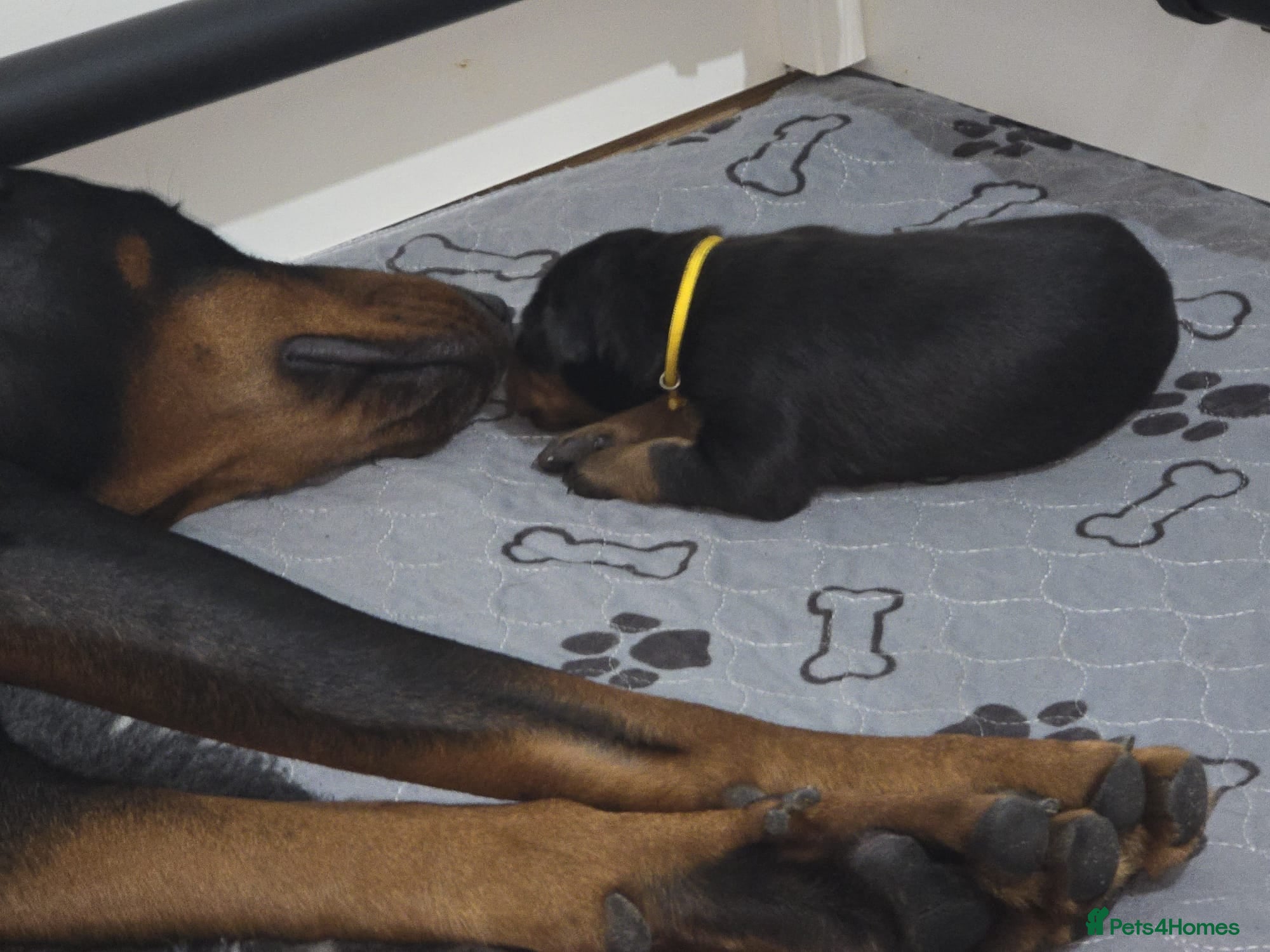 Dobermann dogs HEALTH TESTED, HOME REARED, STUNNING DOBERMAN PUPS - Advert 6