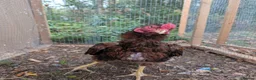 Chickens poultry for sale: High Quality Aseel Pair for Sale  - Advert 4