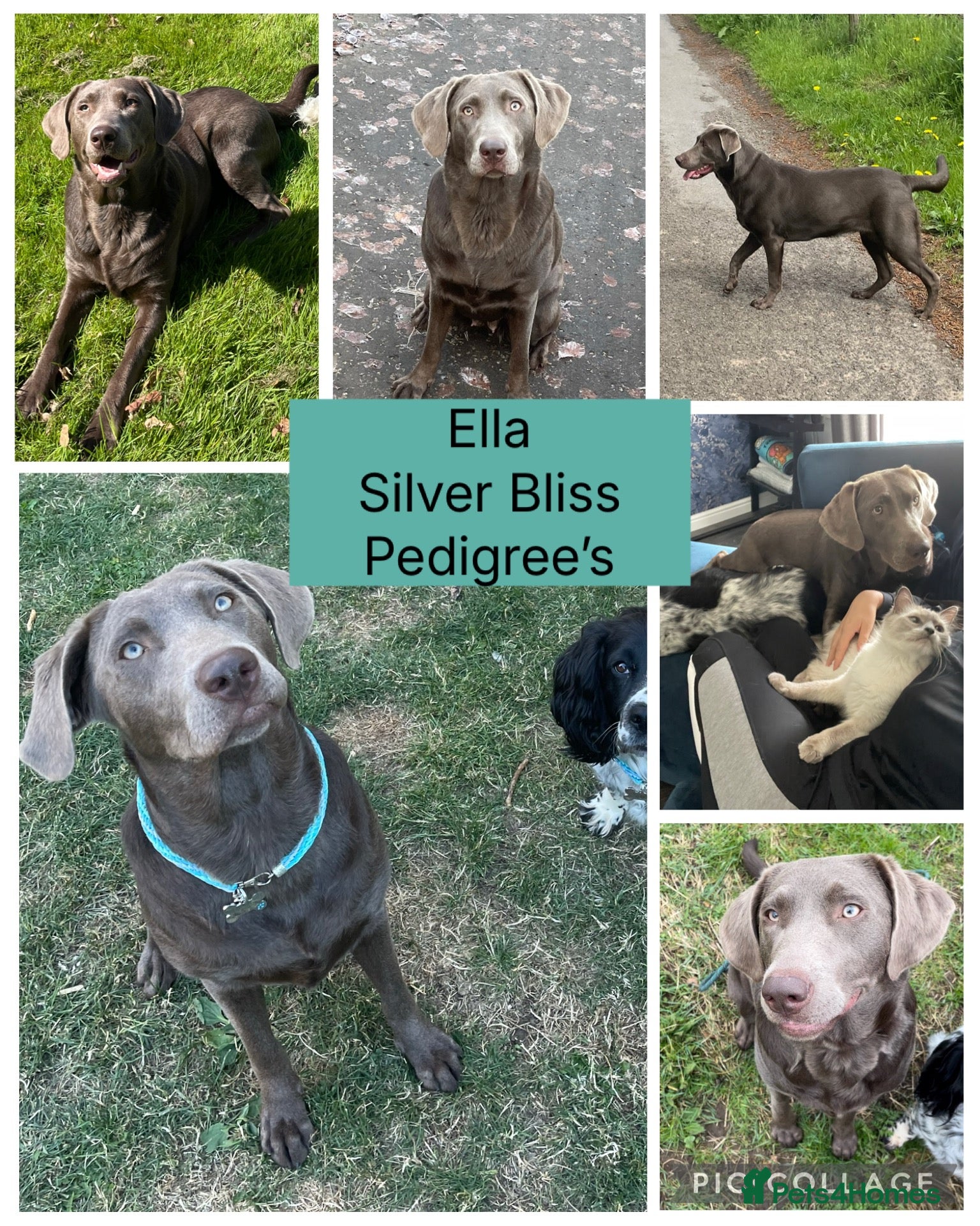 Labrador Retriever dogs for sale: 🌸Extensively health tested KC silver Labrador’s🌸 - Advert 2