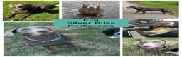 Labrador Retriever dogs for sale: 🌸Extensively health tested KC silver Labrador’s🌸 - Advert 3