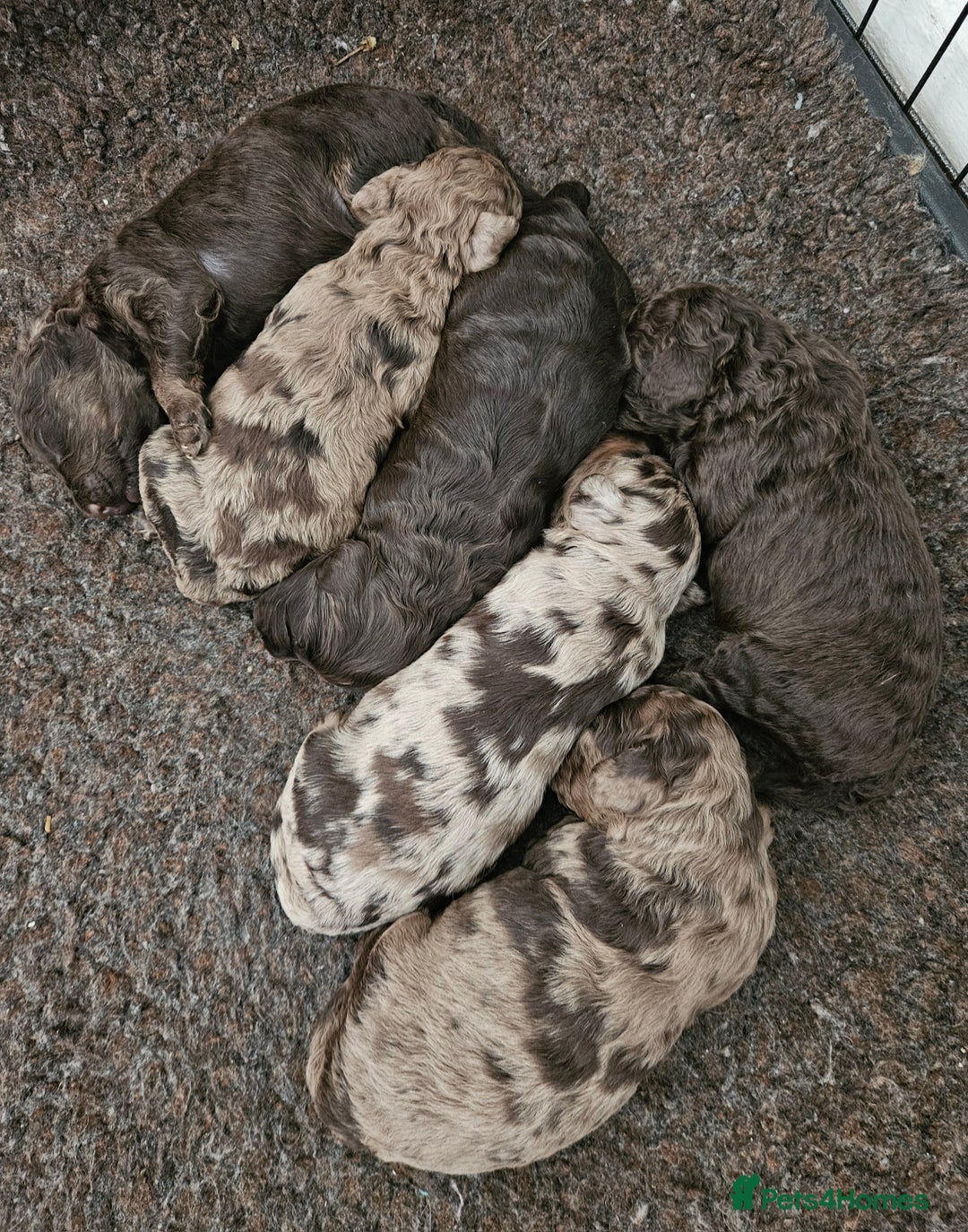 Cockapoo dogs for sale: Cockapoos Chocolate health tested parents  - Image 3