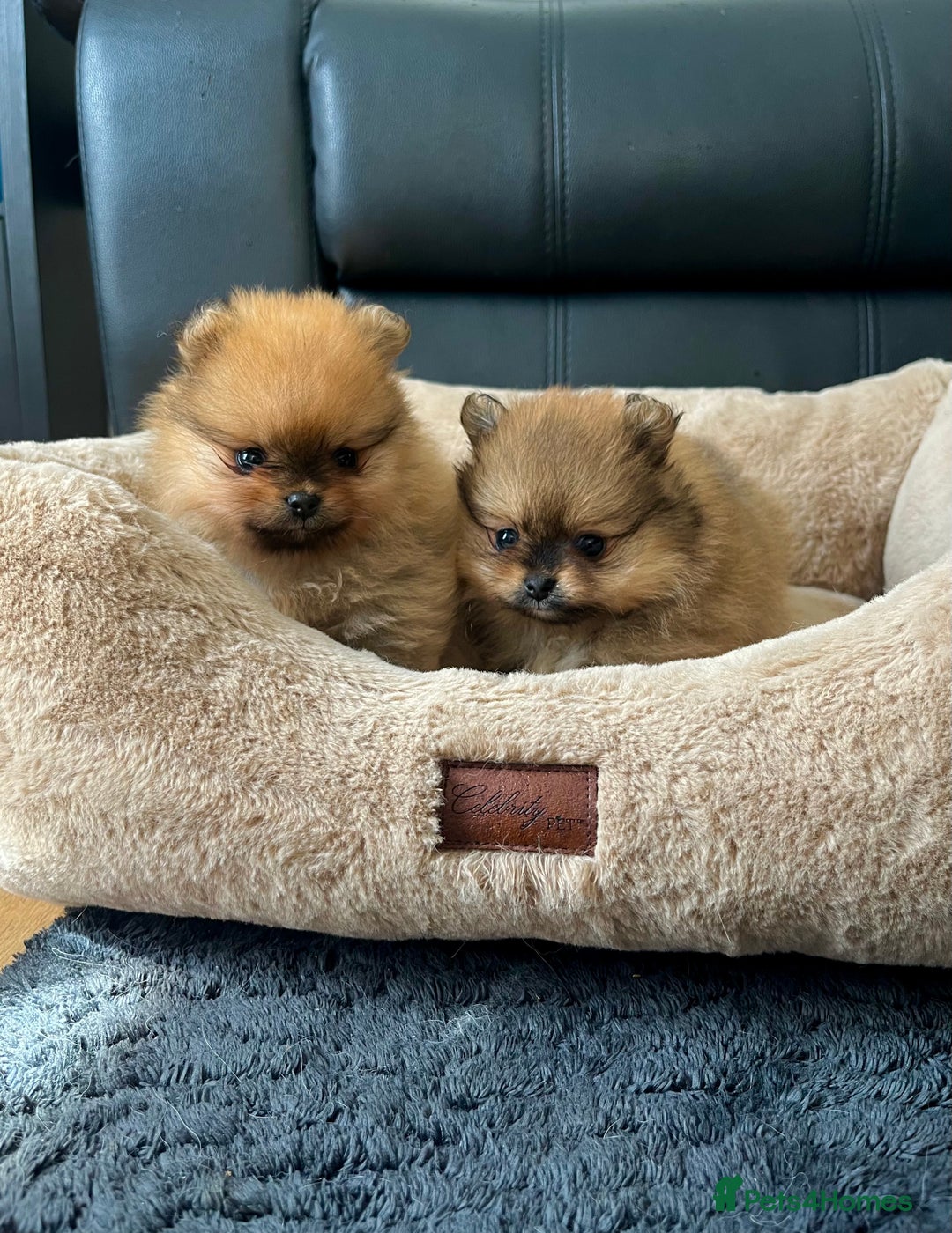 Pomeranian dogs for sale: 💎 Golden Colour Very Small Teddy Face 💎 - Image 2