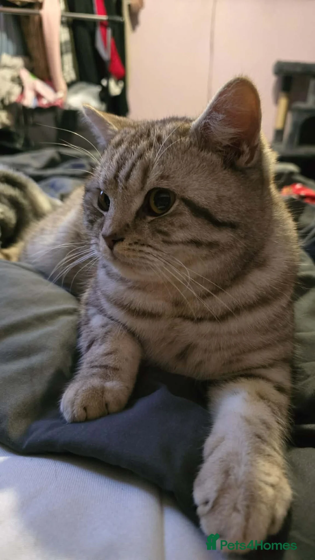 British Shorthair cats for stud: Big British short-haired male stud!  - Advert 2