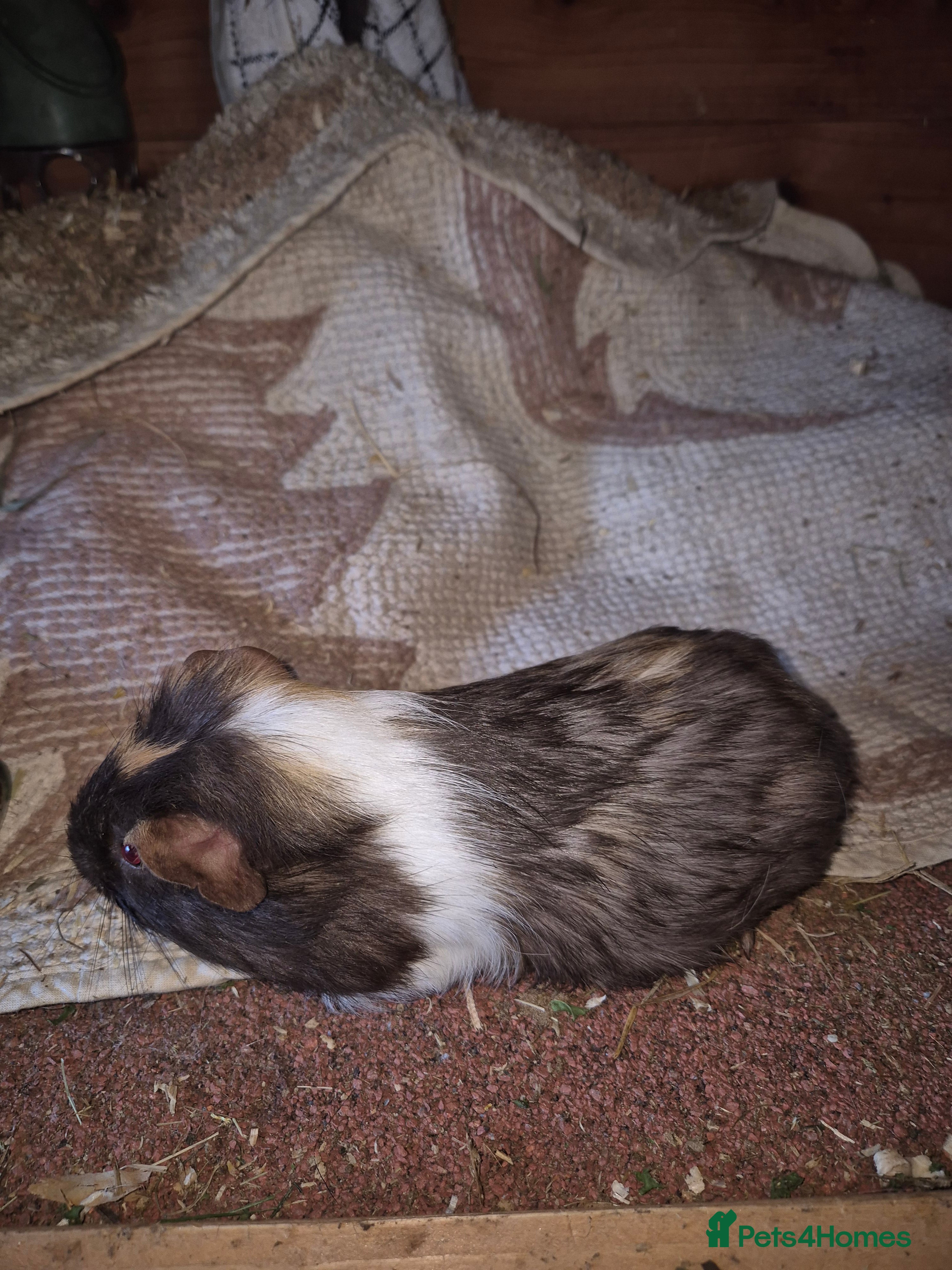 Guinea Pig rodents Male guinea pigs for sale to a good homes. - Advert 1