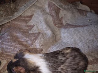 Guinea Pig rodents Male guinea pigs for sale to a good homes. - Advert 17