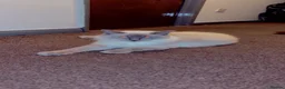 Ragdoll cats for sale: 4 ragdoll kittens for sale  - Advert 11