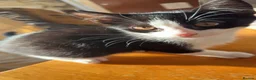 Tiffanie cats for sale: Domestic kittens - Advert 6