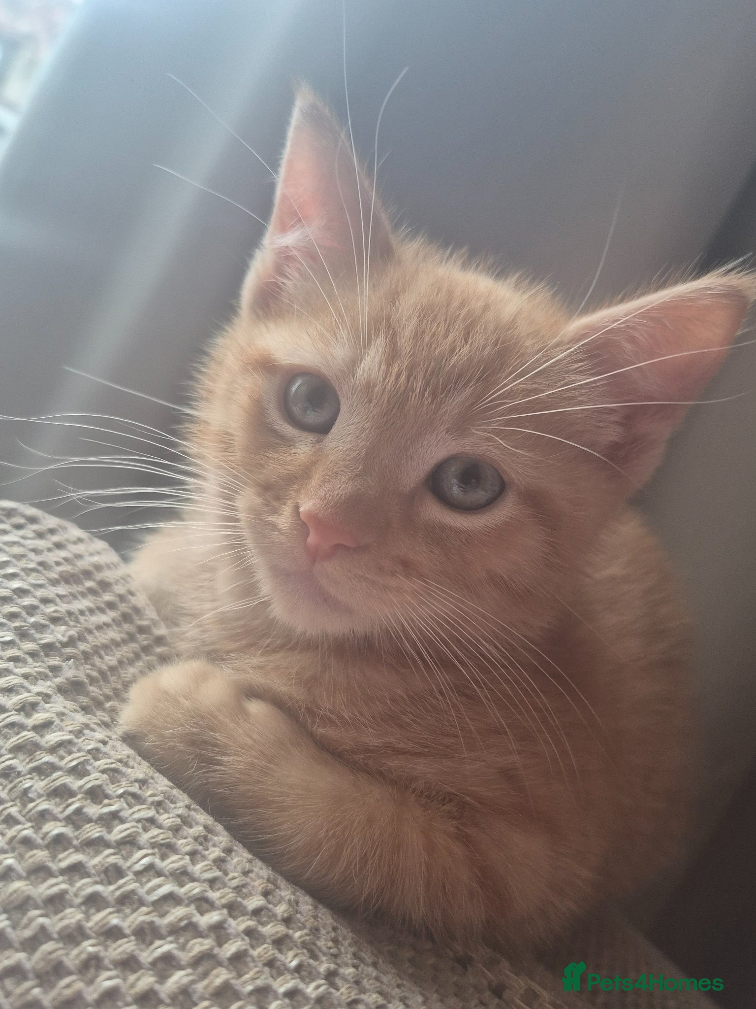 British Shorthair cats Ginger ready for forever home - Advert 8