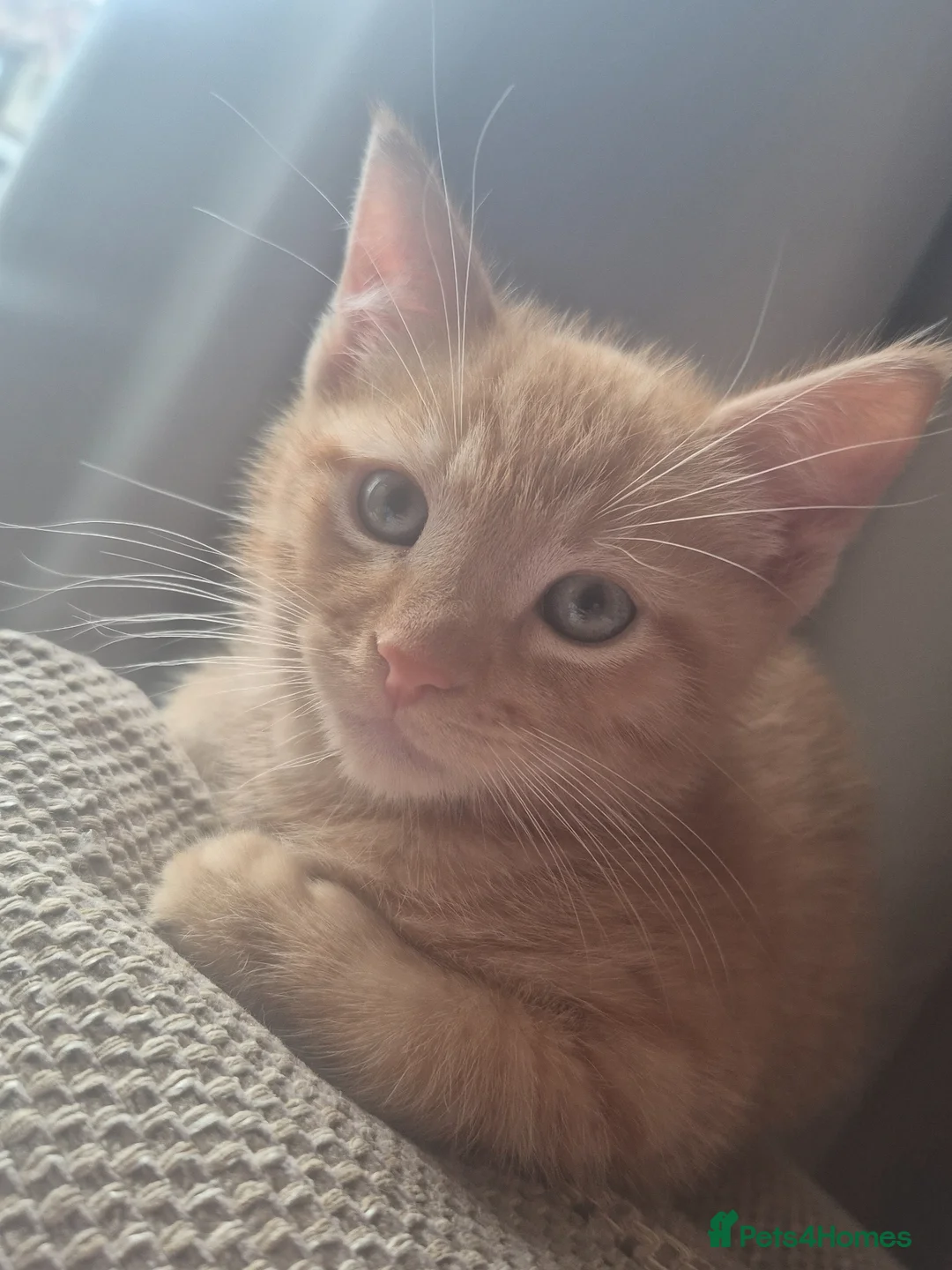 British Shorthair cats for sale: Ginger ready for forever home - Advert 1