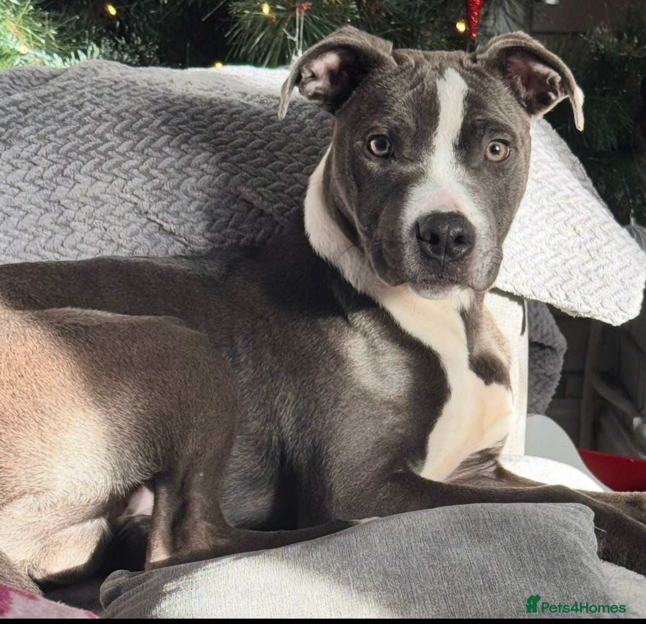 Mixed Breed dogs Stunning staffy cross  - Advert 3