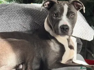 Mixed Breed dogs Stunning staffy cross - Advert 3