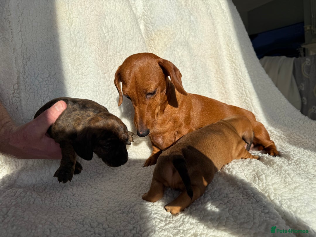 Dachshund dogs for sale: Top quality pups with champion lines  - Advert 5