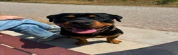 Rottweiler dogs for sale: 8mnth old Rottweiler  - Advert 4