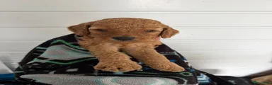 Cockapoo 1