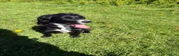 Cocker Spaniel dogs for sale: True working cocker spaniels  - Advert 10