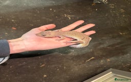 Leopard Gecko reptiles for sale: Female Blizzard Leopard Gecko & Enclosure For Sale - Image 4