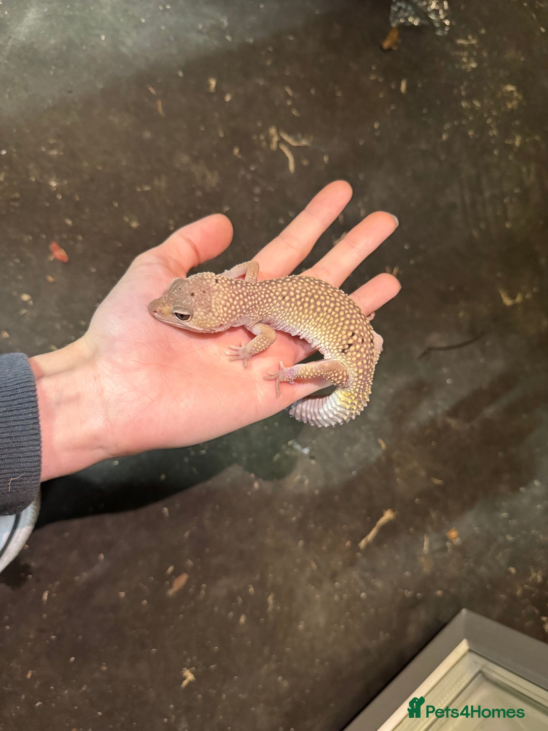 Leopard Gecko reptiles for sale: Female Blizzard Leopard Gecko & Enclosure For Sale - Image 4