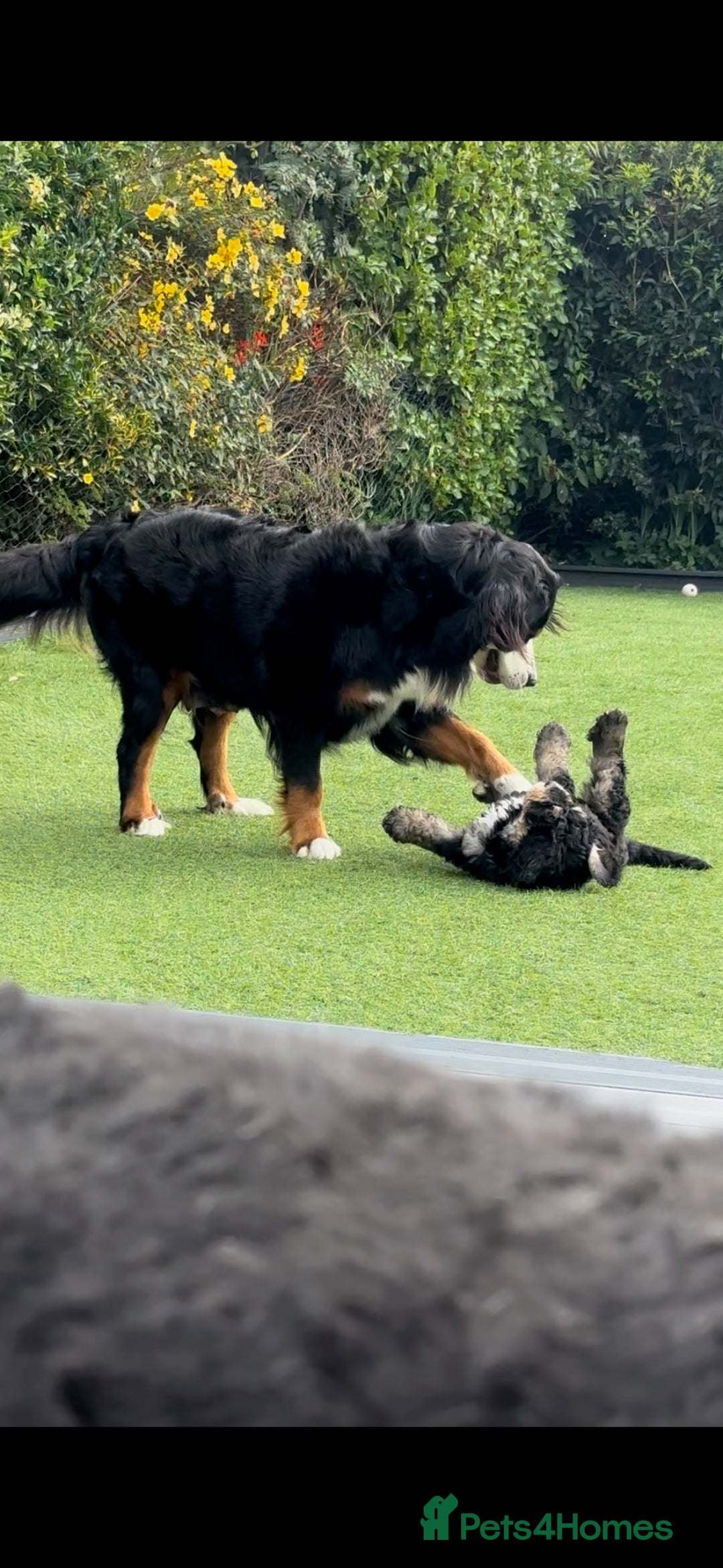 Bernedoodle dogs for sale: ⭐️⭐️F2 BERNEDOODLE PUPPIES⭐️⭐️ - Image 11