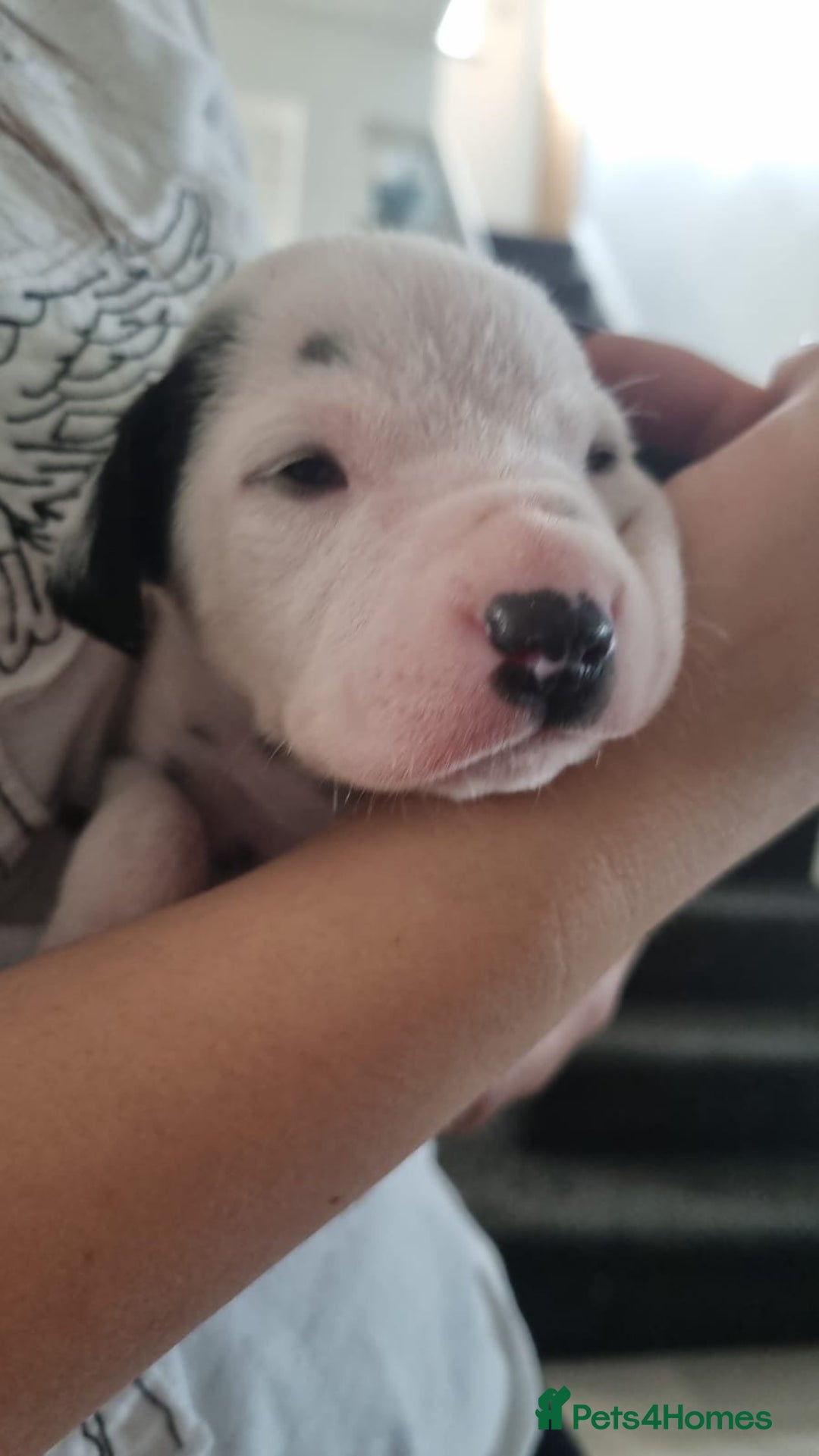 Dalmatian dogs for sale: Beautiful KC registered litter of dalmations  - Image 11