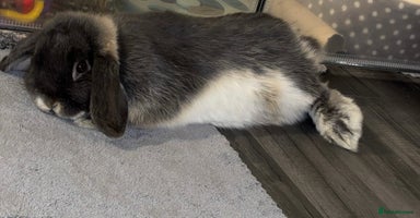 Mini Lop rabbits - Advert 4