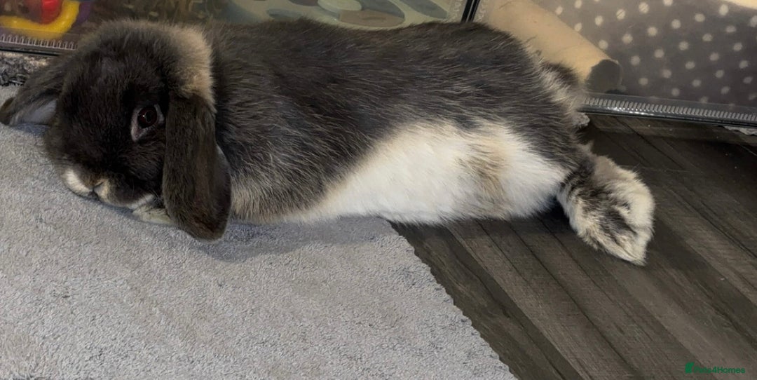Mini Lop rabbits for sale: mini lop grey otter buck - Image 3